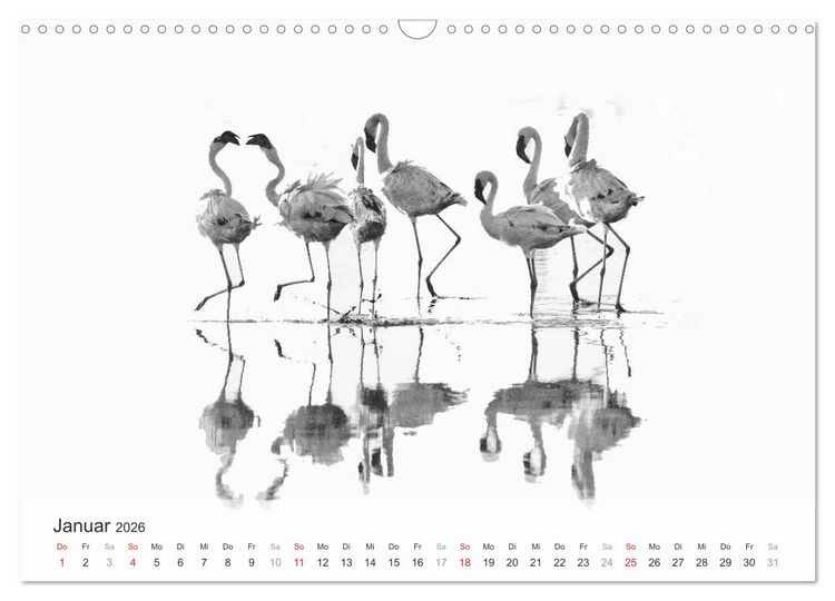 Produktbild: Flamingo Impressionen 2026 (Wandkalender 2026 DIN A3 quer), CALVENDO Monatskalender
