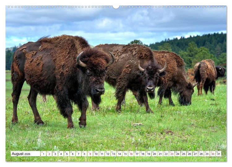 Produktbild: TATONKA Der nordamerikanische Bison (hochwertiger Premium Wandkalender 2026 DIN A2 quer), Kunstdruck in Hochglanz