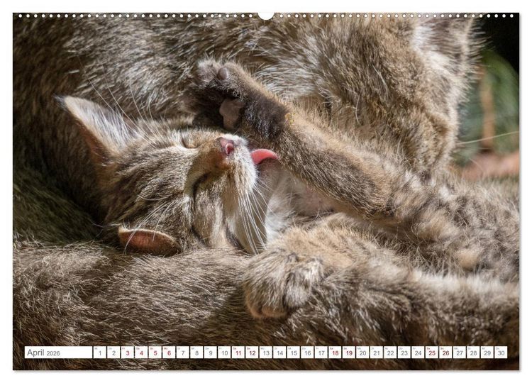 Produktbild: Wildkatzenbabys - wild und zuckers&uuml;&szlig;. (Wandkalender 2026 DIN A2 quer), CALVENDO Monatskalender