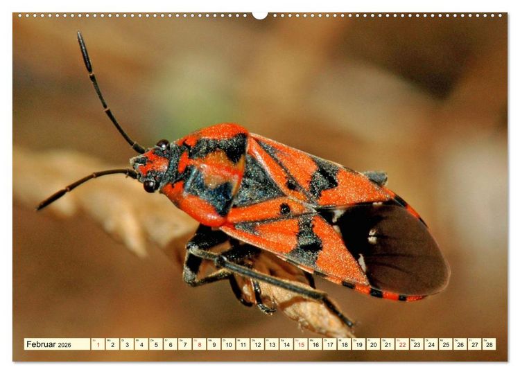 Produktbild: Farbenpracht der Insekten (hochwertiger Premium Wandkalender 2026 DIN A2 quer), Kunstdruck in Hochglanz