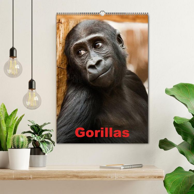 Produktbild: Gorillas (Wandkalender 2026 DIN A2 hoch), CALVENDO Monatskalender