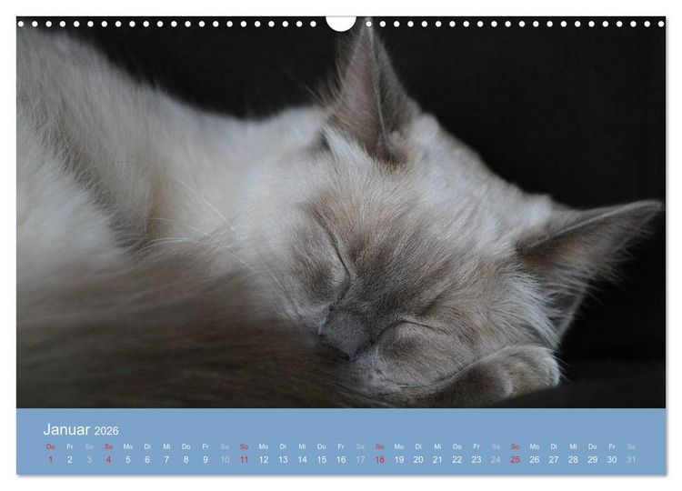 Produktbild: Engel auf 4 Pfoten - Ragdolls 2026 (Wandkalender 2026 DIN A3 quer), CALVENDO Monatskalender