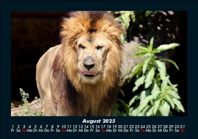 Produktbild: L&ouml;wen in der Wildnis 2025 Fotokalender DIN A5