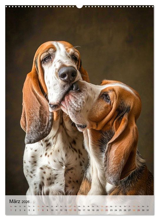Produktbild: Basset Hound - freundlich und anh&auml;nglich (Wandkalender 2026 DIN A2 hoch), CALVENDO Monatskalender