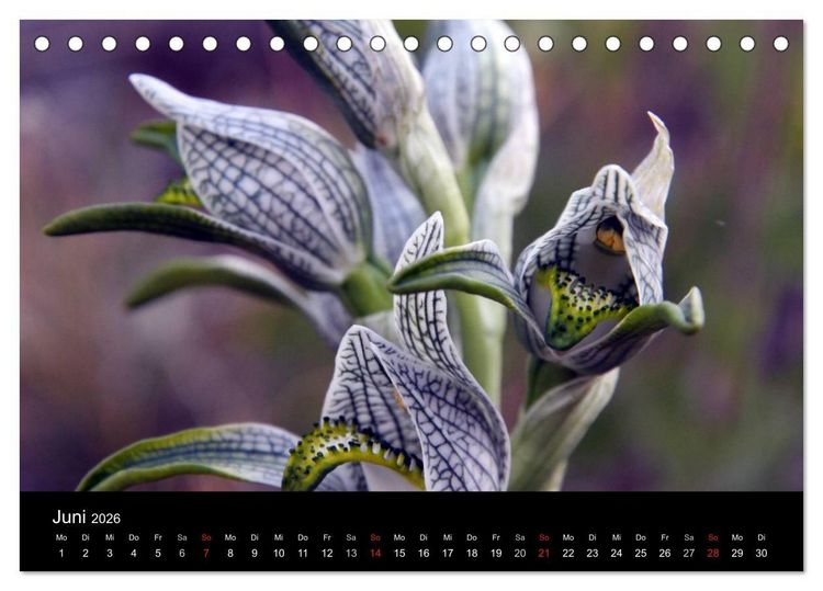 Produktbild: S&uuml;dpatagonien &ndash; das "Ende" der Welt (Tischkalender 2026 DIN A5 quer), CALVENDO Monatskalender