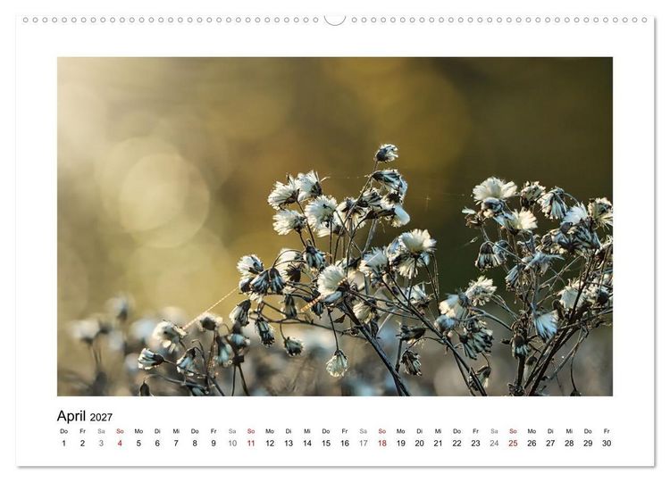 Produktbild: Zauber verg&auml;nglicher Bl&uuml;ten (hochwertiger Premium Wandkalender 2027 DIN A2 quer), Kunstdruck in Hochglanz