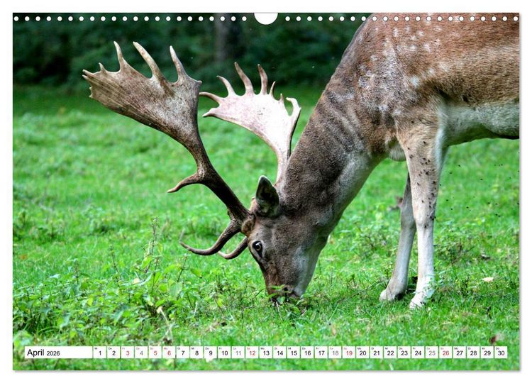 Produktbild: Der Damhirsch - Der Schaufeltr&auml;ger des Waldes (Wandkalender 2026 DIN A3 quer), CALVENDO Monatskalender