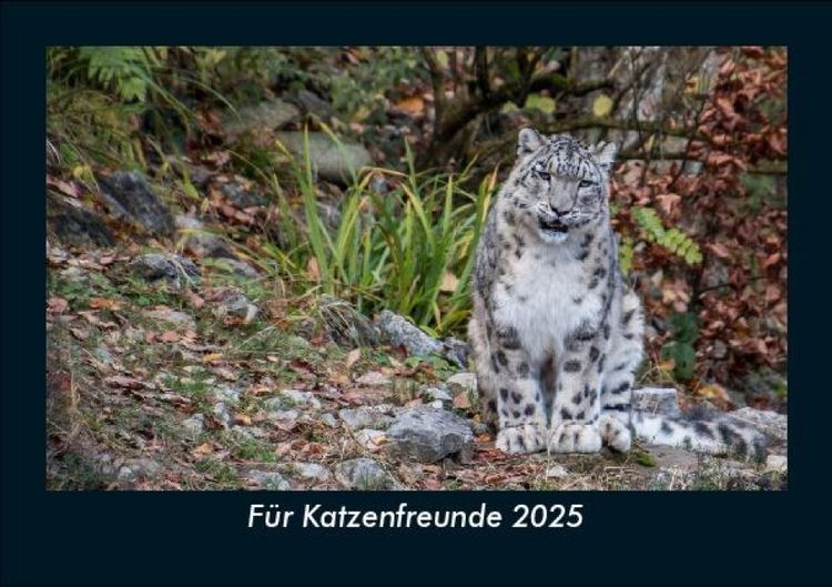 Produktbild: F&uuml;r Katzenfreunde 2025 Fotokalender DIN A5