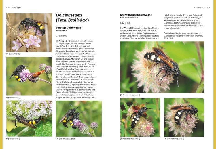 Produktbild: Das gro&szlig;e BLV Handbuch Insekten