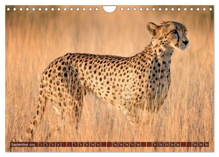 Produktbild: Amazing Cheetahs (Wall Calendar 2026 DIN A4 landscape), CALVENDO 12 Month Wall Calendar