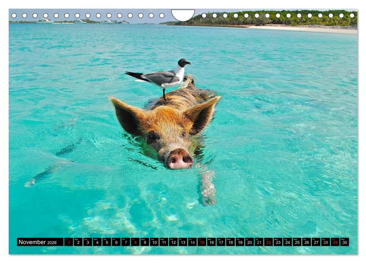 Produktbild: The Swimming Pigs of Bahamas (Wall Calendar 2026 DIN A4 landscape), CALVENDO 12 Month Wall Calendar