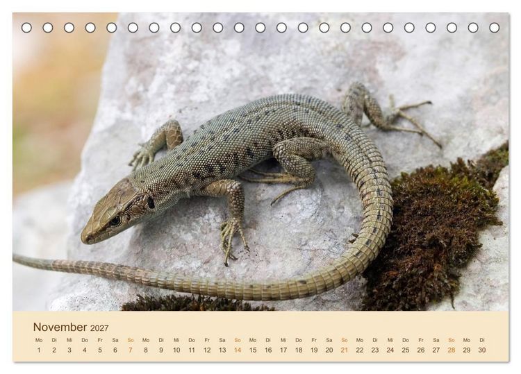 Produktbild: Eidechsen Europas (Tischkalender 2027 DIN A5 quer), CALVENDO Monatskalender