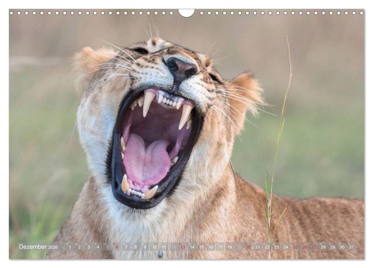 Produktbild: L&ouml;wen - Raubkatzen Afrikas (Wandkalender 2026 DIN A3 quer), CALVENDO Monatskalender