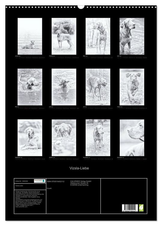 Produktbild: Vizsla-Liebe (Wandkalender 2026 DIN A2 hoch), CALVENDO Monatskalender