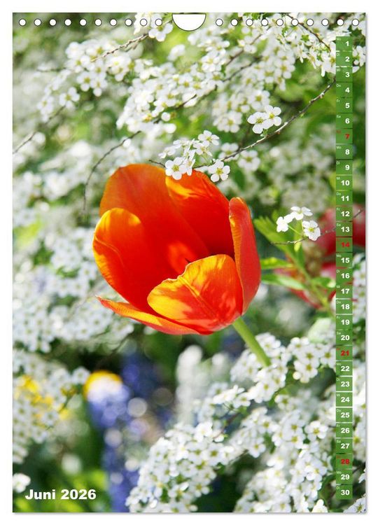 Produktbild: Bunte Tulpenpracht (Wandkalender 2026 DIN A4 hoch), CALVENDO Monatskalender