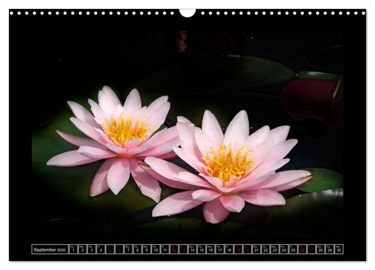 Produktbild: Mysterious plant portraits (Wall Calendar 2026 DIN A3 landscape), CALVENDO 12 Month Wall Calendar