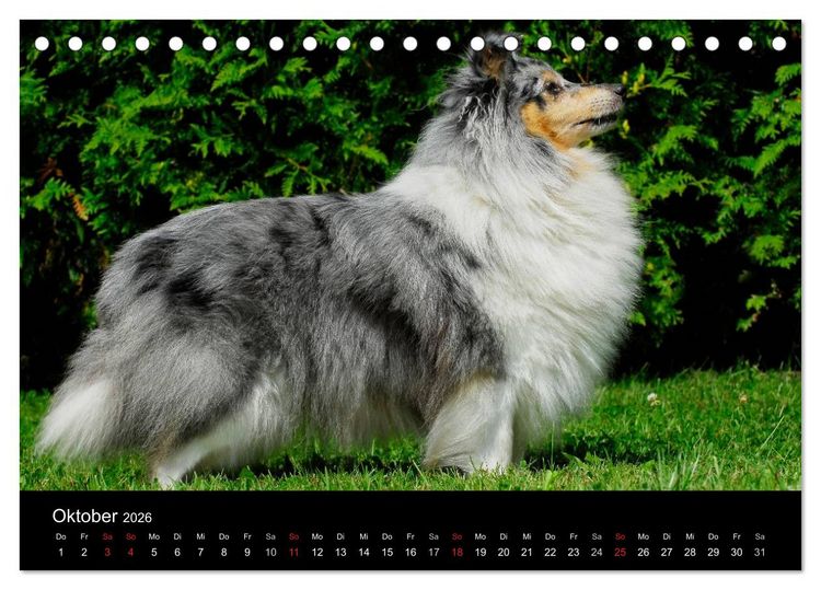 Produktbild: Sheltie 2026 (Tischkalender 2026 DIN A5 quer), CALVENDO Monatskalender