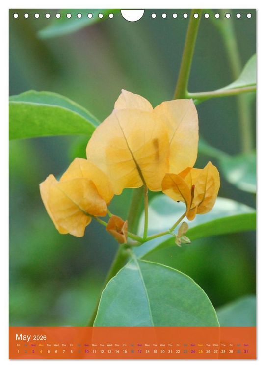 Produktbild: Mexican Garden Flowers - Aguascalientes (Wall Calendar 2026 DIN A4 portrait), CALVENDO 12 Month Wall Calendar