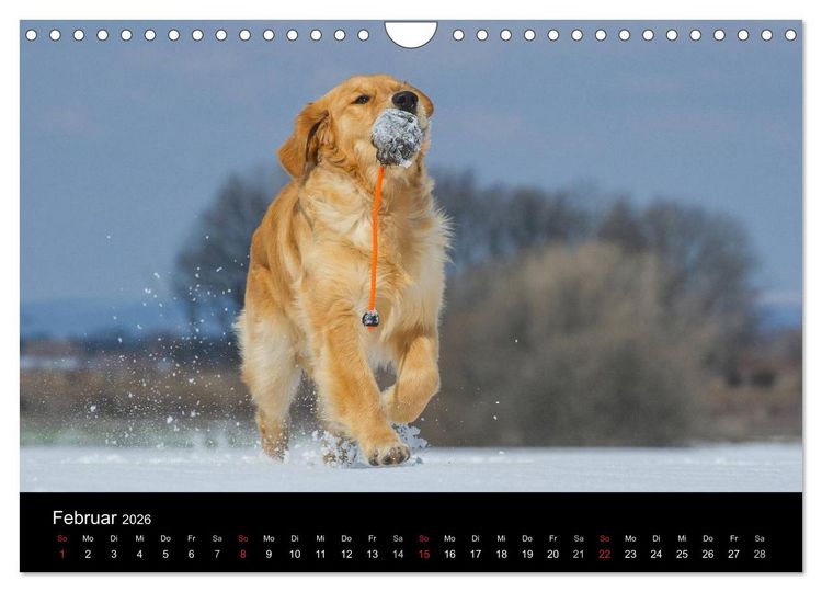 Produktbild: Golden Retriever - Ein Herz auf 4 Pfoten (Wandkalender 2026 DIN A4 quer), CALVENDO Monatskalender