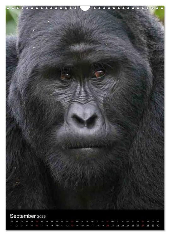 Produktbild: Gorillas (Wandkalender 2026 DIN A3 hoch), CALVENDO Monatskalender