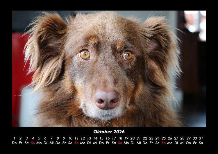 Produktbild: Hundezauber 2026 Fotokalender DIN A3