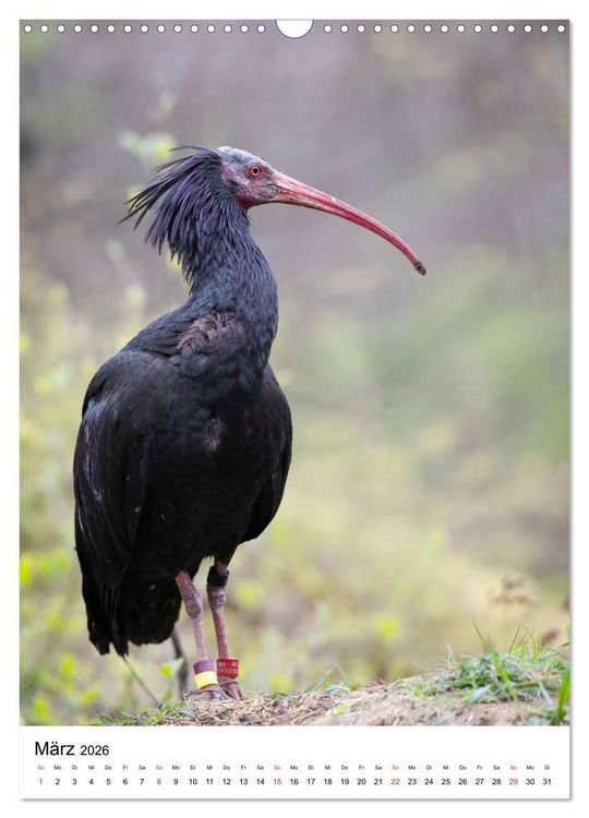 Produktbild: Der Waldrapp - Der etwas andere Vogel (Wandkalender 2026 DIN A3 hoch), CALVENDO Monatskalender