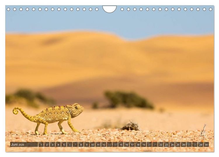 Produktbild: Wildes Namibia (Wandkalender 2026 DIN A4 quer), CALVENDO Monatskalender