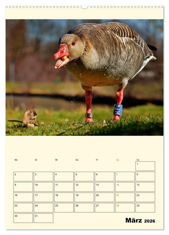 Produktbild: Lustig verr&uuml;ckt - der Tierkalender (hochwertiger Premium Wandkalender 2026 DIN A2 hoch), Kunstdruck in Hochglanz