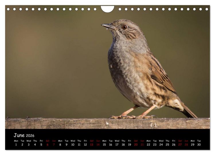 Produktbild: Popular garden birds of the united kingdom (Wall Calendar 2026 DIN A4 landscape), CALVENDO 12 Month Wall Calendar