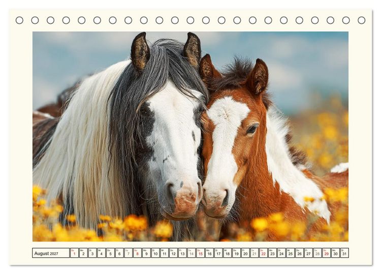 Produktbild: Irish Tinker Liebe. Der robuste Charme der Gypsy Cobs (Tischkalender 2027 DIN A5 quer), CALVENDO Monatskalender