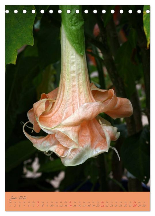 Produktbild: Brugmansia & Datura - Exotische Sch&ouml;nheiten (Tischkalender 2026 DIN A5 hoch), CALVENDO Monatskalender