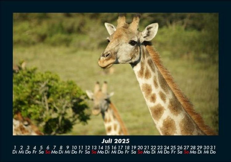 Produktbild: Giraffen 2025 Fotokalender DIN A5