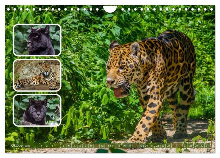 Produktbild: Raubkatzen - gro&szlig; & klein (Wandkalender 2026 DIN A4 quer), CALVENDO Monatskalender