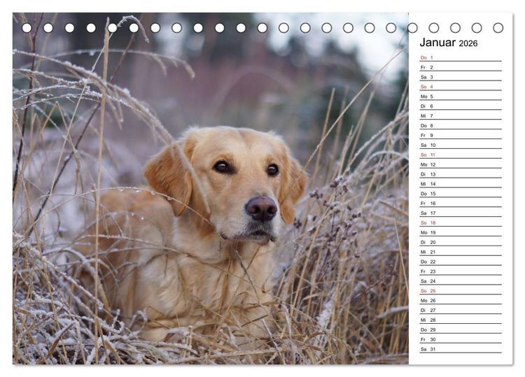 Produktbild: Goldig durch das Jahr! (Tischkalender 2026 DIN A5 quer), CALVENDO Monatskalender