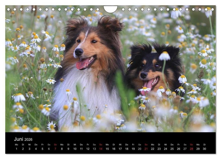 Produktbild: Wir lieben Shelties (Wandkalender 2026 DIN A4 quer), CALVENDO Monatskalender