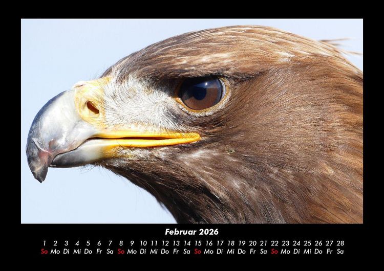 Produktbild: V&ouml;gel 2026 Fotokalender DIN A3