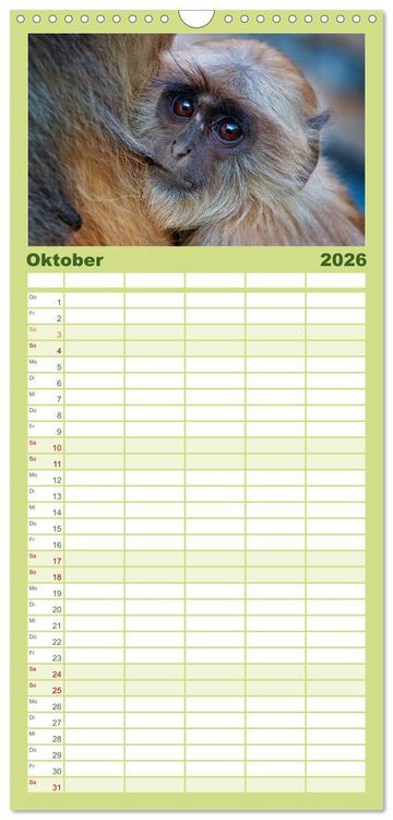Produktbild: Familienplaner 2026 - Affen - Affenkinder mit 5 Spalten (Wandkalender, 21 x 45 cm) CALVENDO