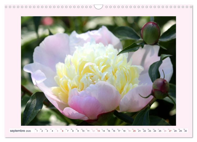 Produktbild: Pivoines - Roses sans &eacute;pines (Calendrier mural 2026 DIN A3 vertical), CALVENDO calendrier mensuel