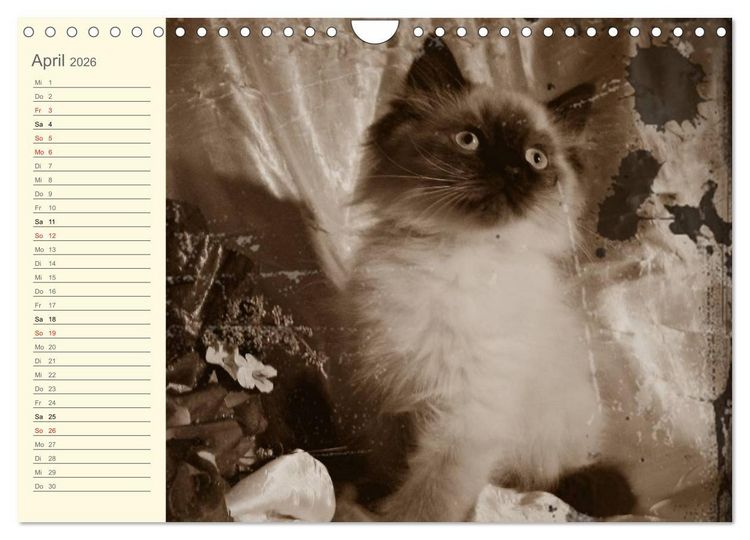 Produktbild: Oma's Katzenkalender 2026 (Wandkalender 2026 DIN A4 quer), CALVENDO Monatskalender
