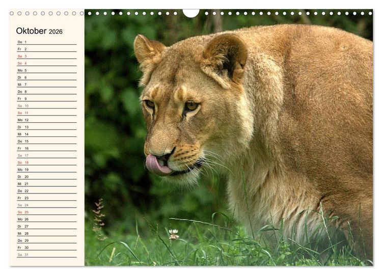 Produktbild: L&ouml;wen (Wandkalender 2026 DIN A3 quer), CALVENDO Monatskalender
