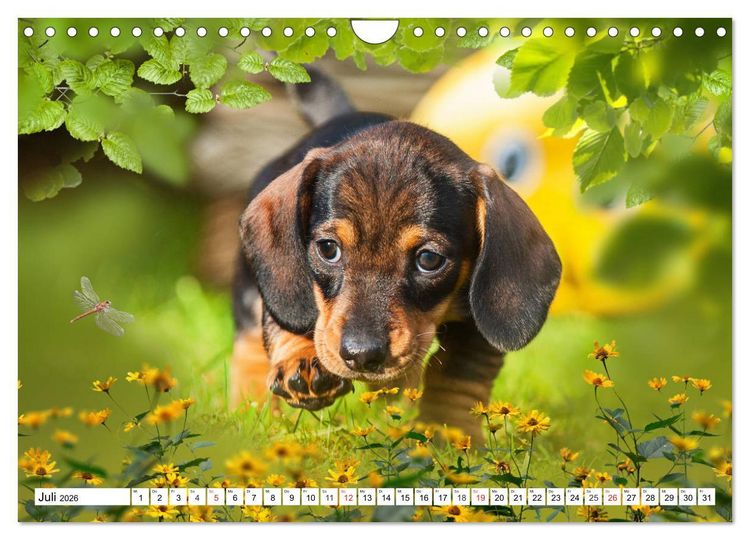 Produktbild: Dackeltr&auml;umereien - Kleine Helden auf 4 Pfoten (Wandkalender 2026 DIN A4 quer), CALVENDO Monatskalender