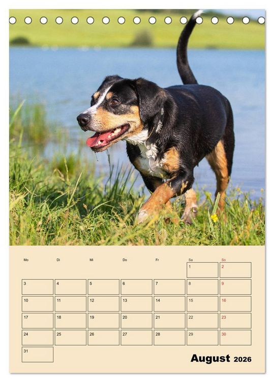 Produktbild: Jahresplaner Entlebucher Sennenhund (Tischkalender 2026 DIN A5 hoch), CALVENDO Monatskalender