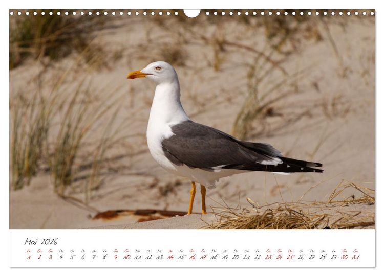 Produktbild: Vogelwelt Helgoland - von Ostfriesenfotografie (Wandkalender 2026 DIN A3 quer), CALVENDO Monatskalender