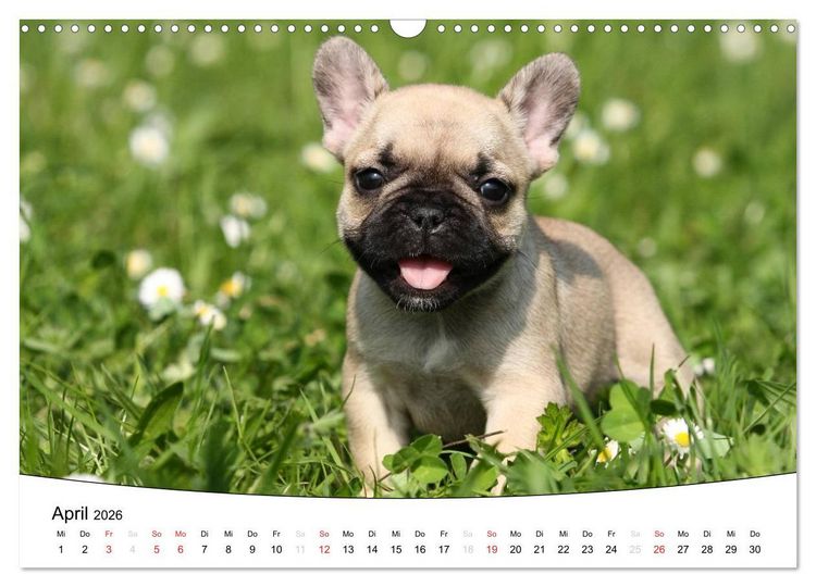 Produktbild: Welpen - Puppies (Wandkalender 2026 DIN A3 quer), CALVENDO Monatskalender