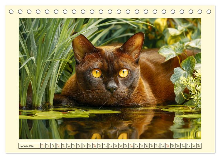 Produktbild: Burma-Katzen. Ausstrahlung und Anmut der faszinierenden Samtpfoten (Tischkalender 2026 DIN A5 quer), CALVENDO Monatskalender