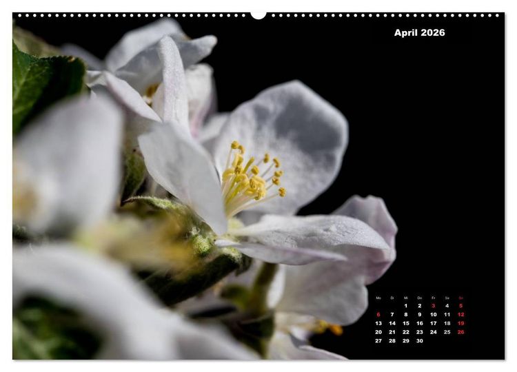 Produktbild: Der Natur auf der Spur - Makro-Fotografien der besonderen Art (Wandkalender 2026 DIN A2 quer), CALVENDO Monatskalender