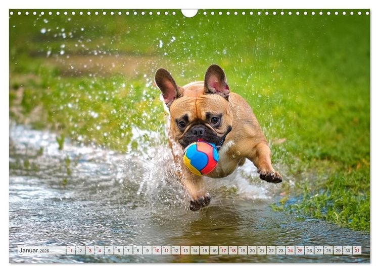Produktbild: Bullys in Action - Franz&ouml;sische Bulldoggen lieben B&auml;lle (Wandkalender 2026 DIN A3 quer), CALVENDO Monatskalender