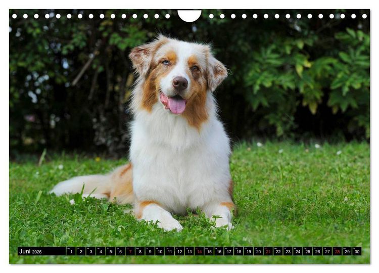 Produktbild: Bekannt wie ein bunter Hund. Australian Shepherd (Wandkalender 2026 DIN A4 quer), CALVENDO Monatskalender