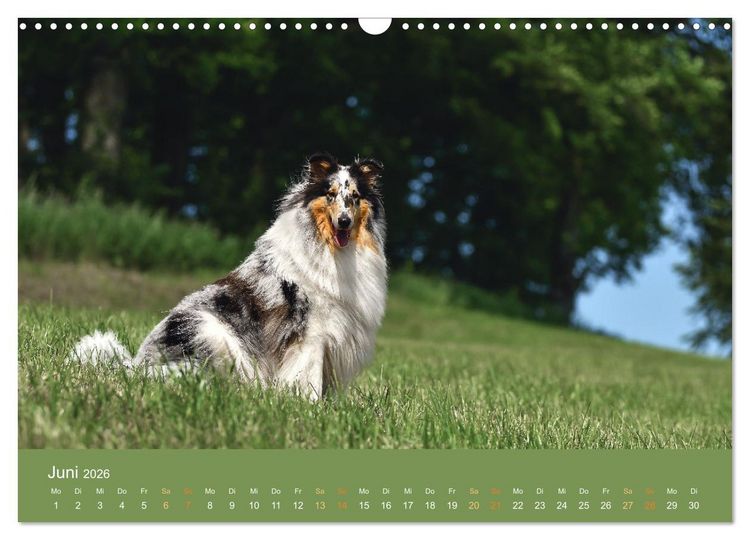 Produktbild: Fantastische Collies - Sieger der Herzen (Wandkalender 2026 DIN A3 quer), CALVENDO Monatskalender