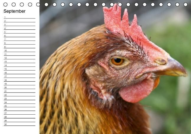 Produktbild: H&uuml;hner / Geburtstagskalender (Tischkalender immerw&auml;hrend DIN A5 quer)